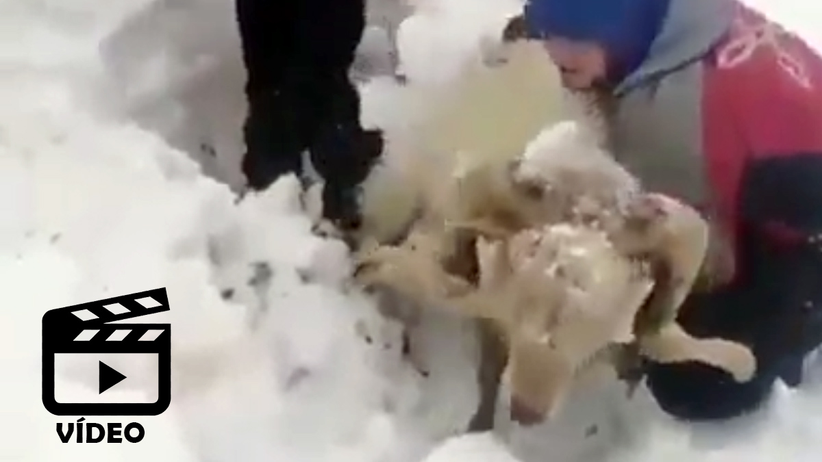  pastores salvan ovejas sepultadas hielo