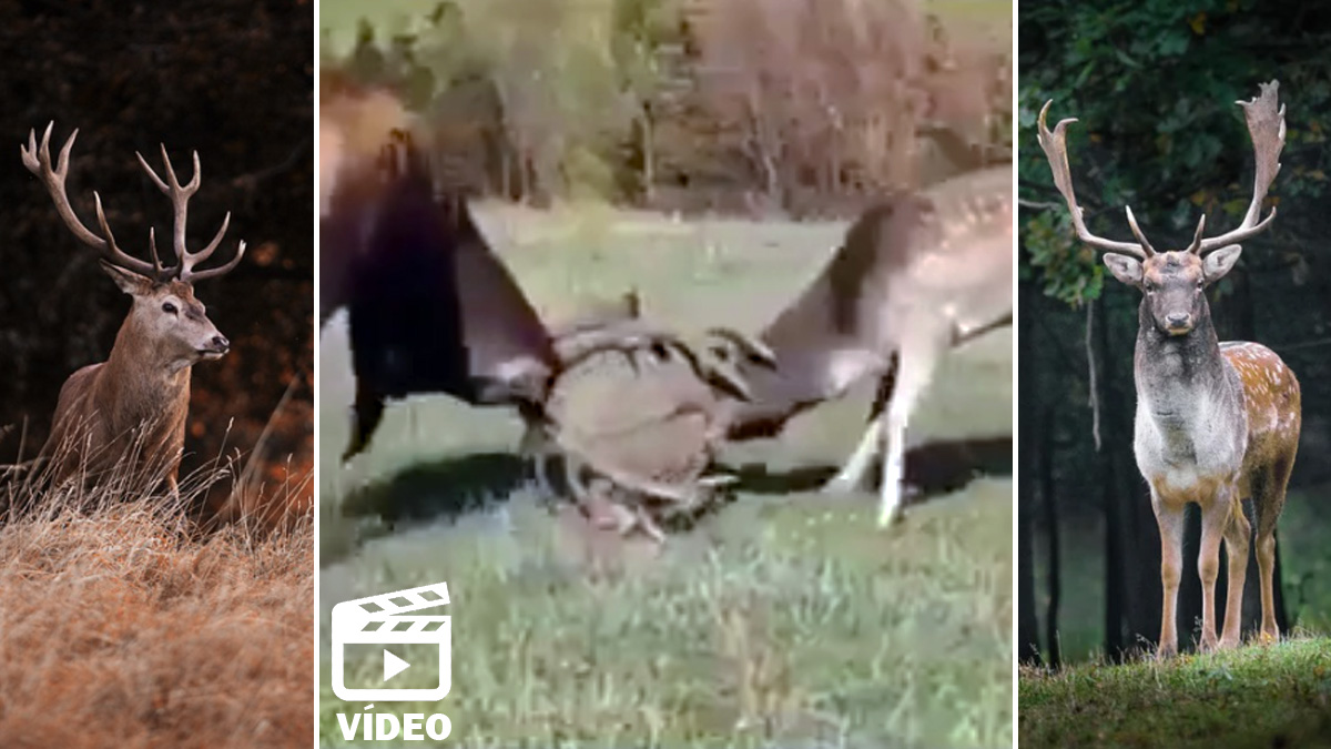  pelea ciervo contra gamo