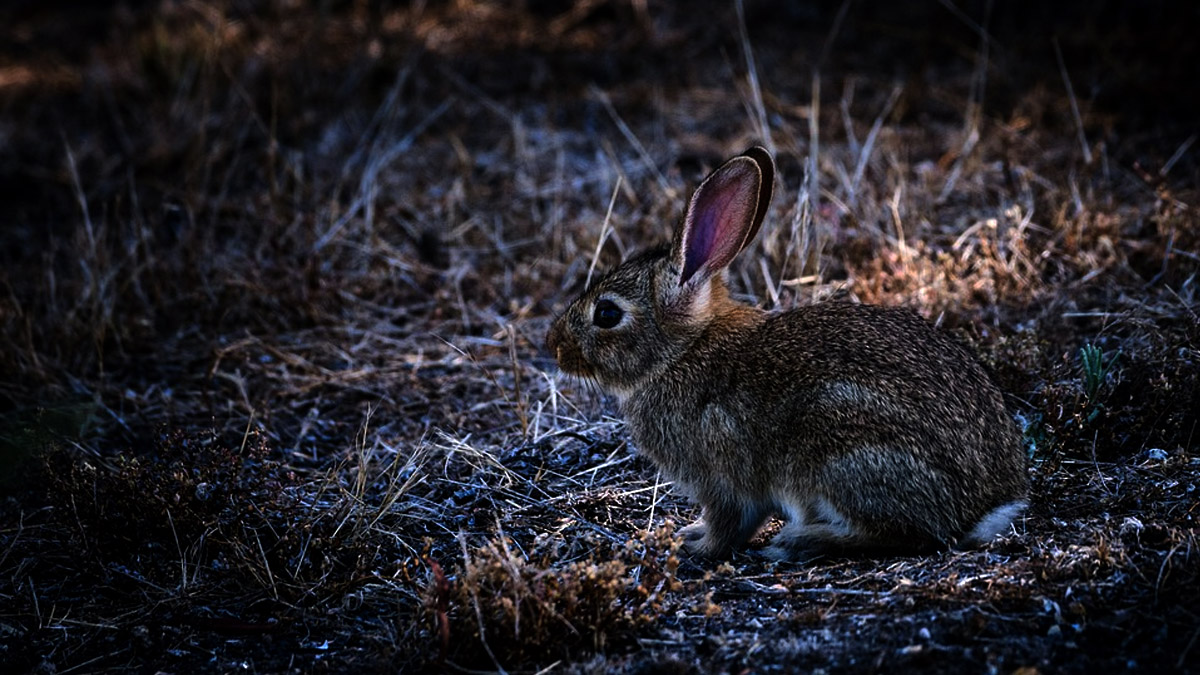   permiten caza conejos de noche desde vehículo