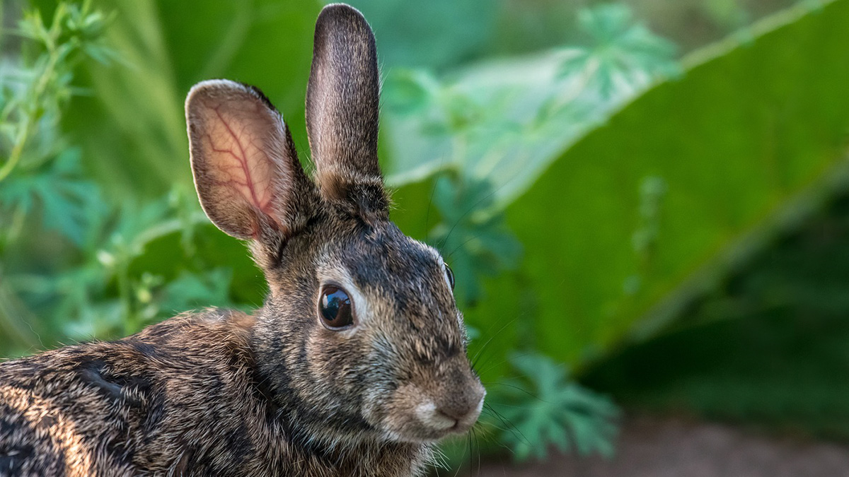  permiten movilidad caza conejo cataluña daños agricultura