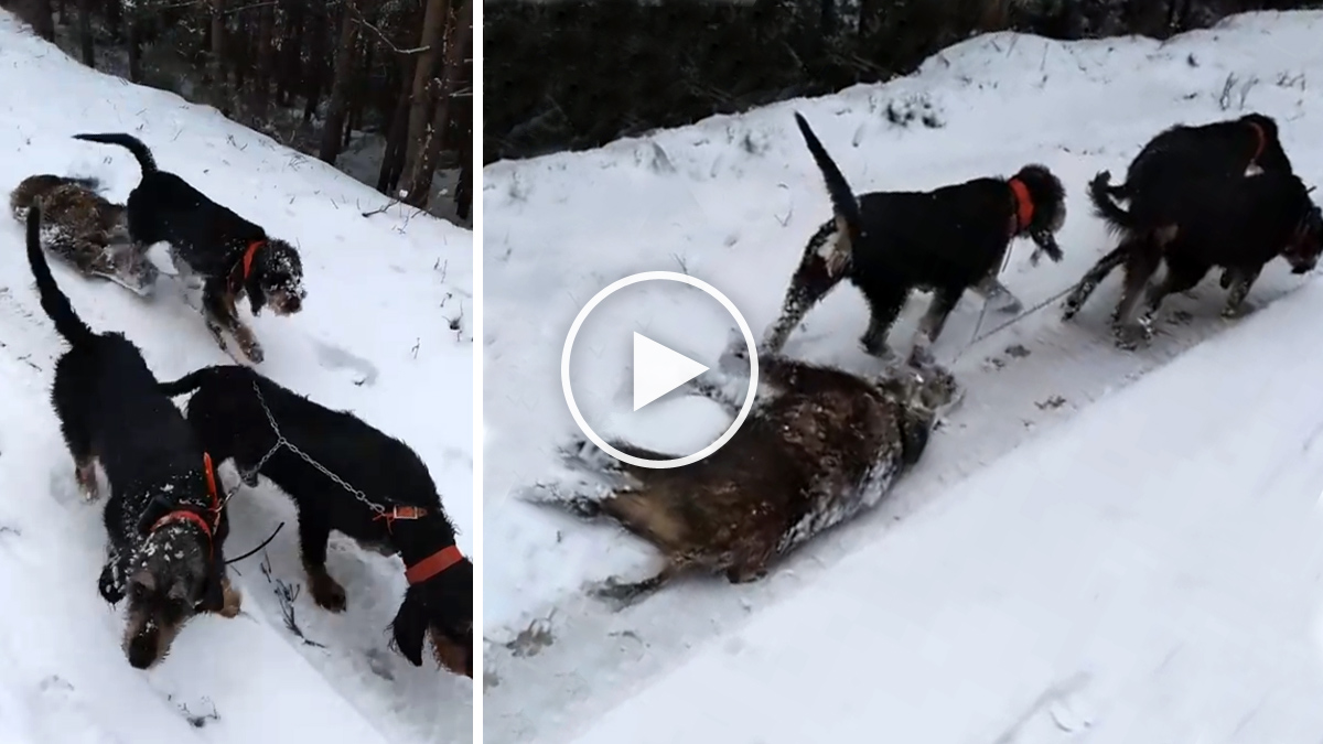  perro caza arrastran jabalí