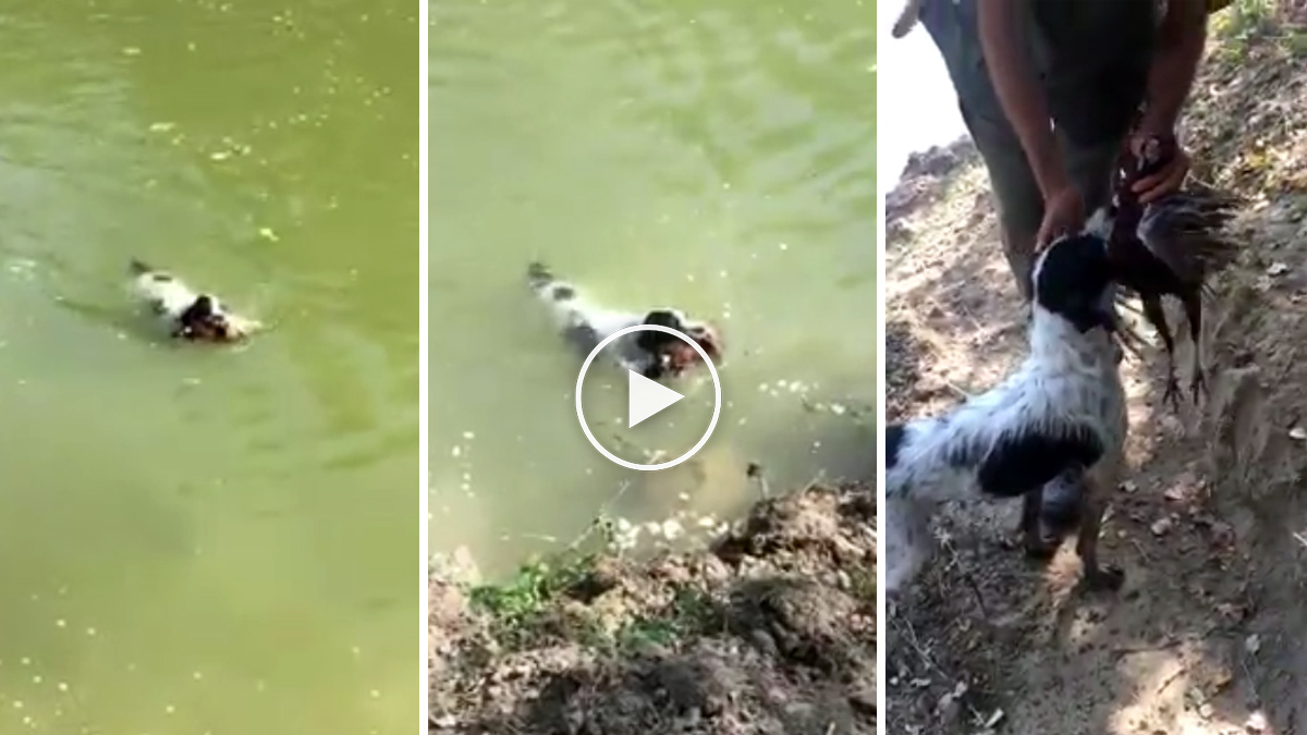  Perro caza cobro agua