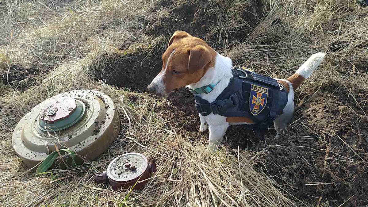   perro de caza jack russell terrier detector minas Ucrania