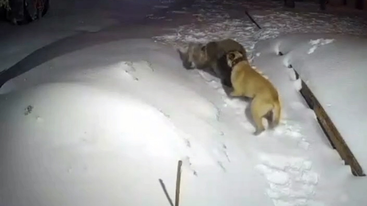   perro enfrenta oso para salvar a su dueño