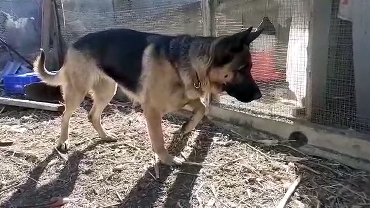   perro pastor alemán muestra conejo