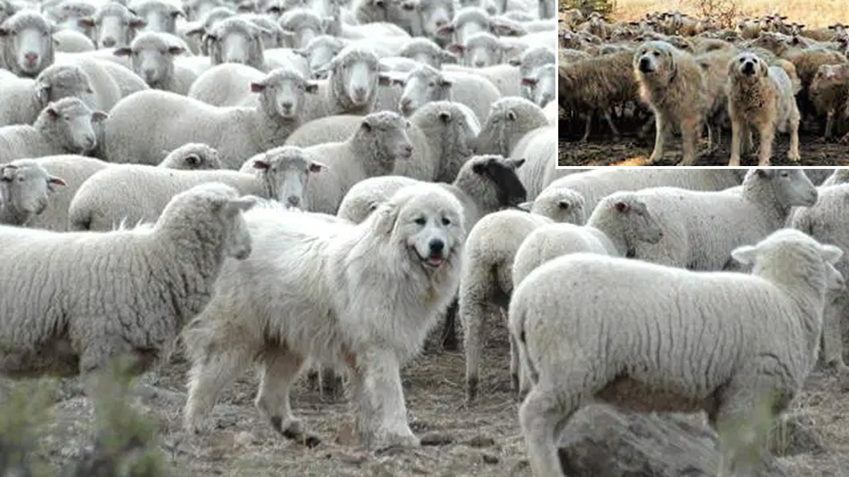  perros pastor maremma salvan ovejas de incendio Cerdeña