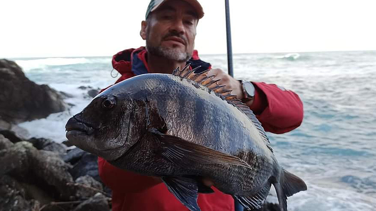   pesca sargo 2 kilos