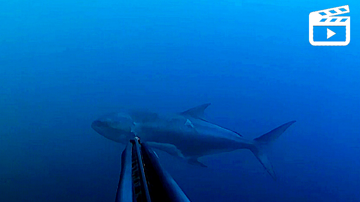  pesca submarina palometón 19 kilos