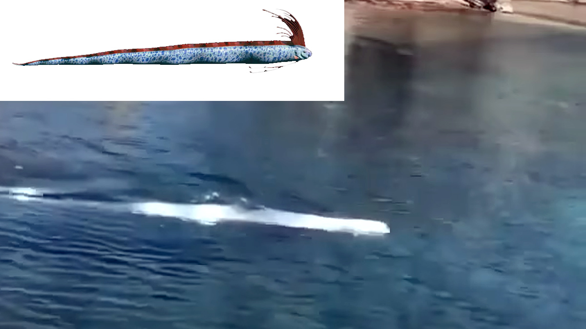  pez remo avistado símbolo de tsunami