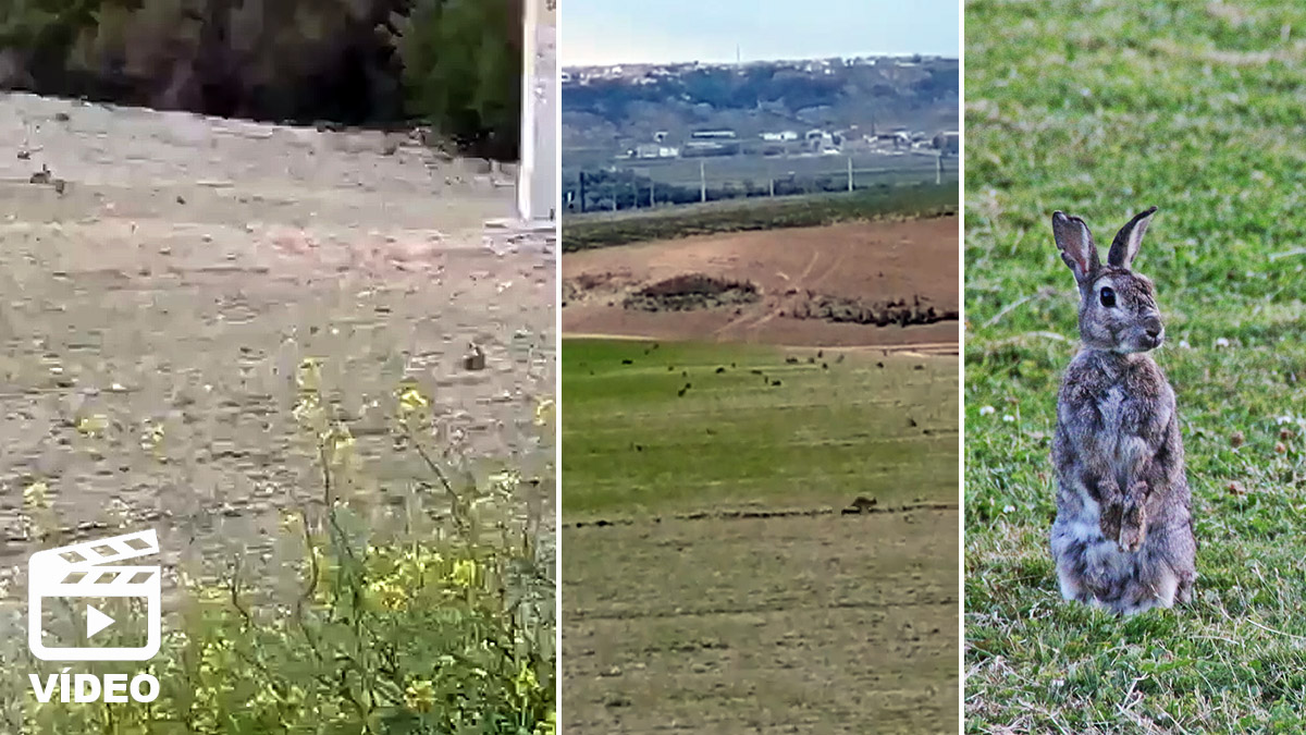 plaga de conejos devastan siembras en Toledo