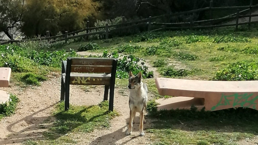   perro lobo checoslovaco confundido con lobo en Zamora
