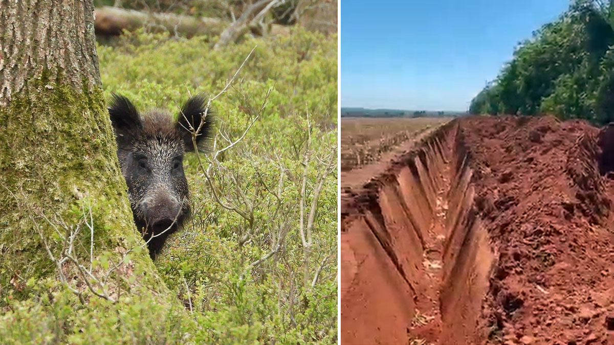 profundas zanjas para evitar daños de jabalí a cultivos