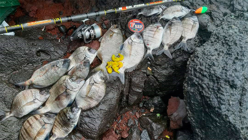 extinción absorción Cría Pesca extrema de sargos desde acantilados en aguas del Atlántico
