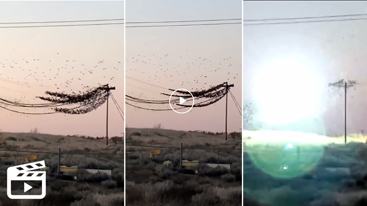  pájaros causan explosión tendido eléctrico