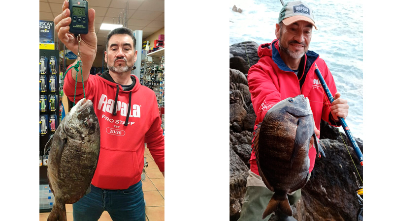  sargo pescado en Galicia