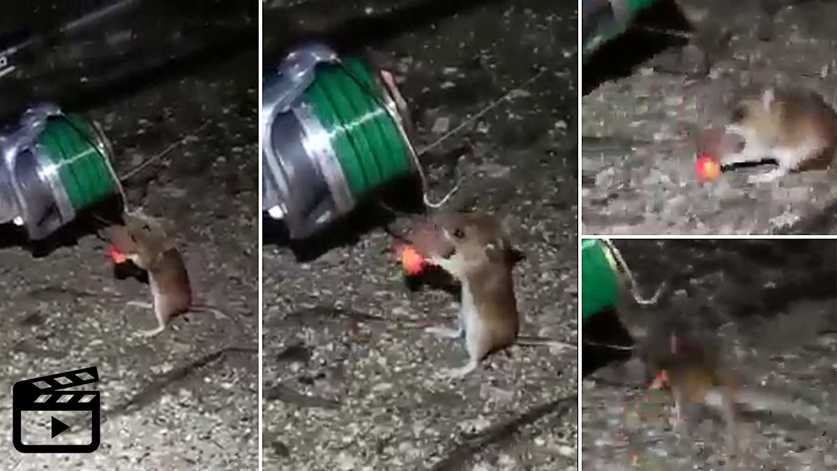  ratón roba cebo pesca anzuelo