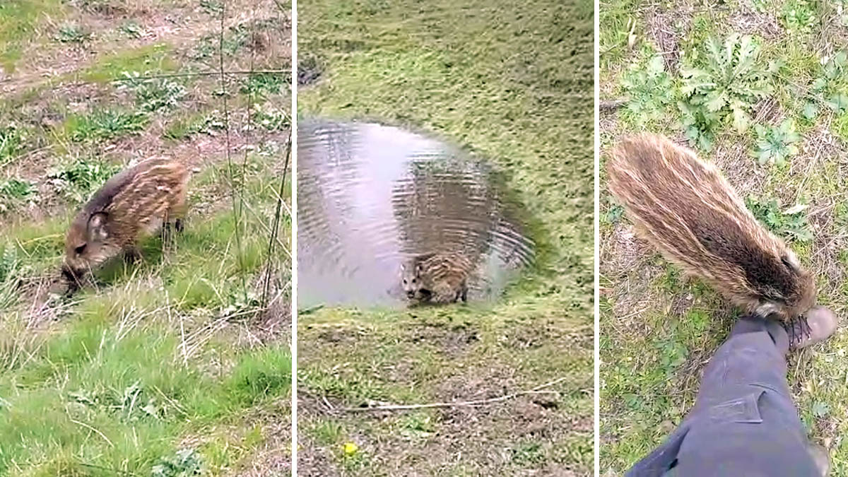 rayón de jabalí acompaña a cazador en montería