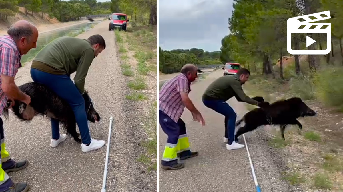   rescate animales jabalí corzo canal trasvase tajo segura