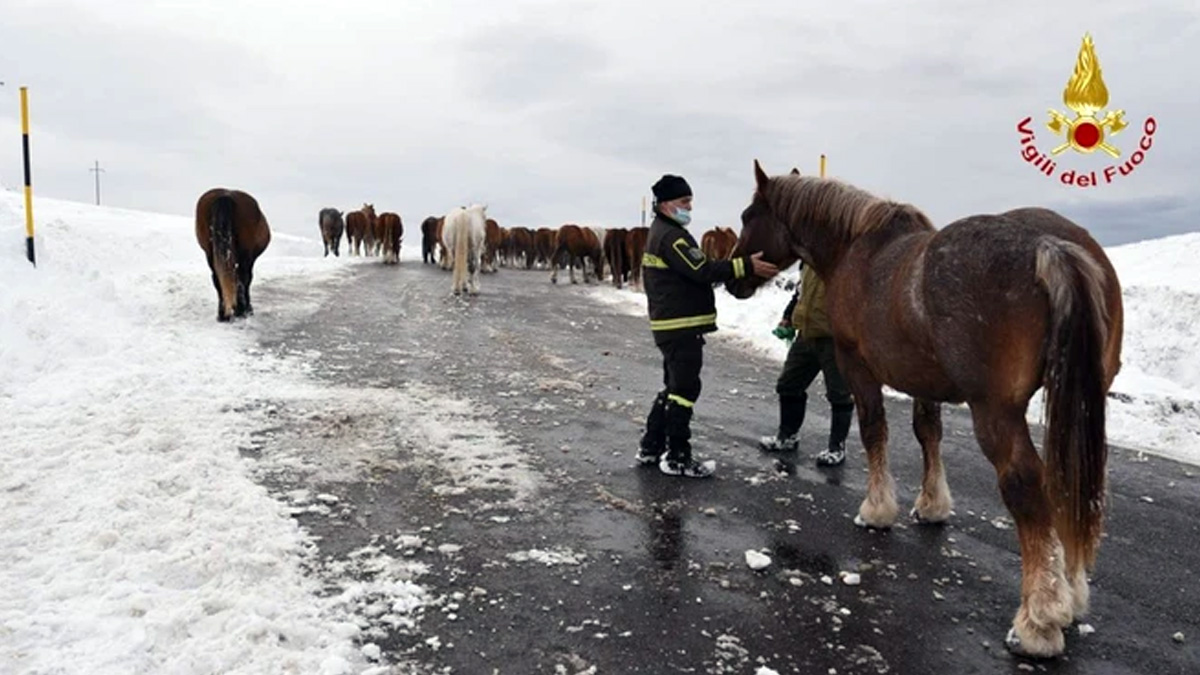  Rescate caballos nieve