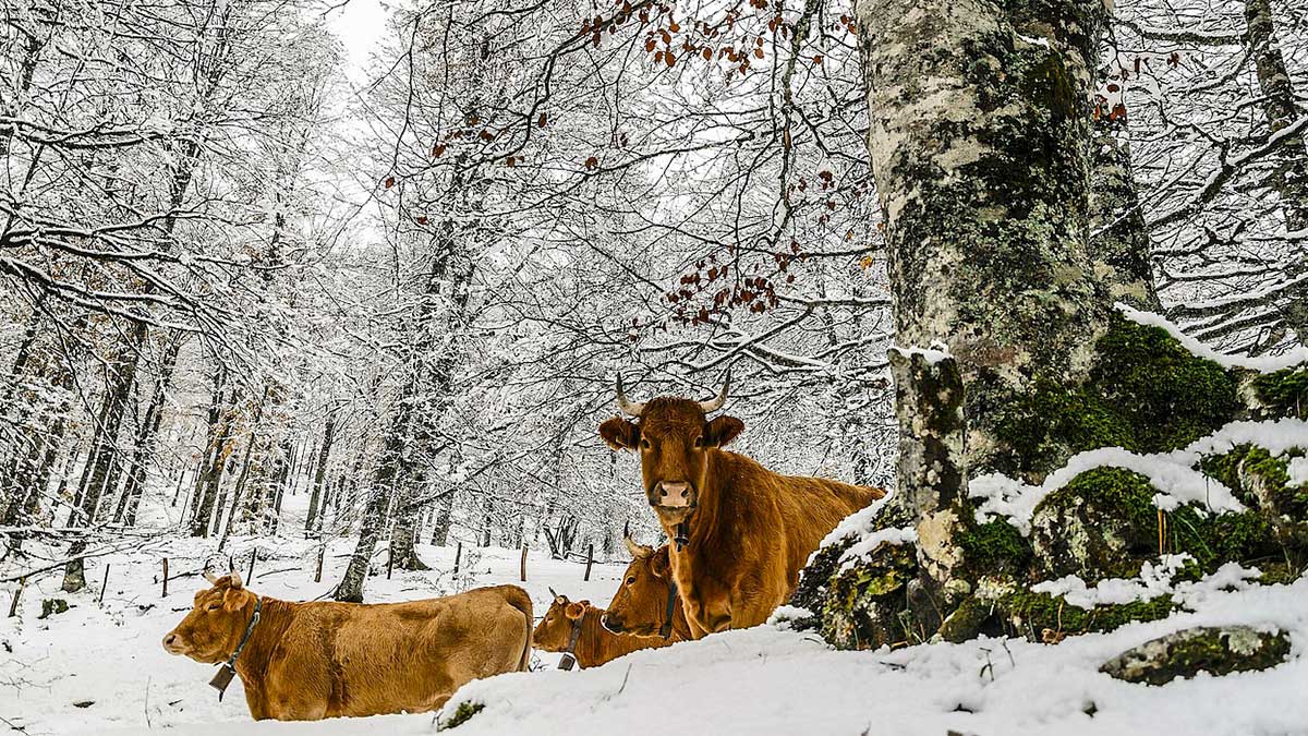  rescate de vacas en nieve