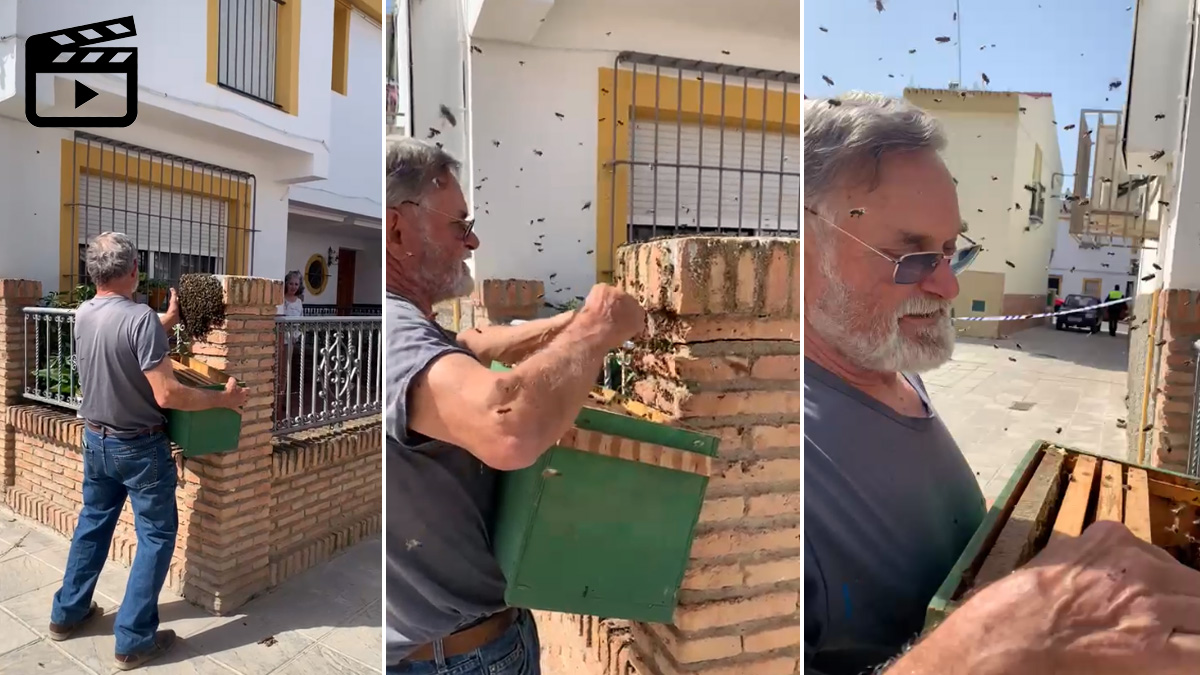 retira colonia abejas con sus manos