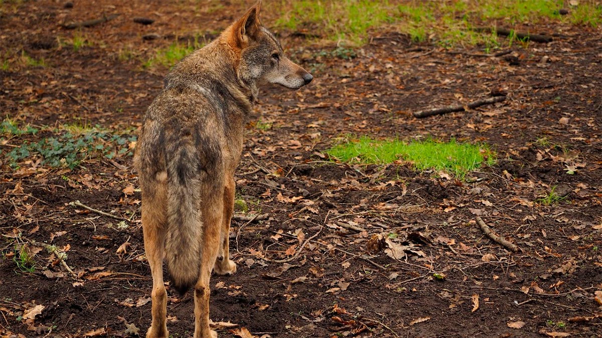  Admitido un recurso en contra de la prohibición de la caza del lobo