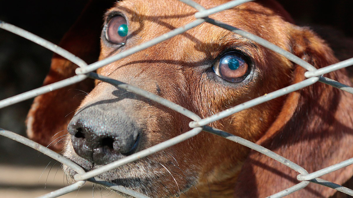  sarificio ilegal 41 perros Extremadura