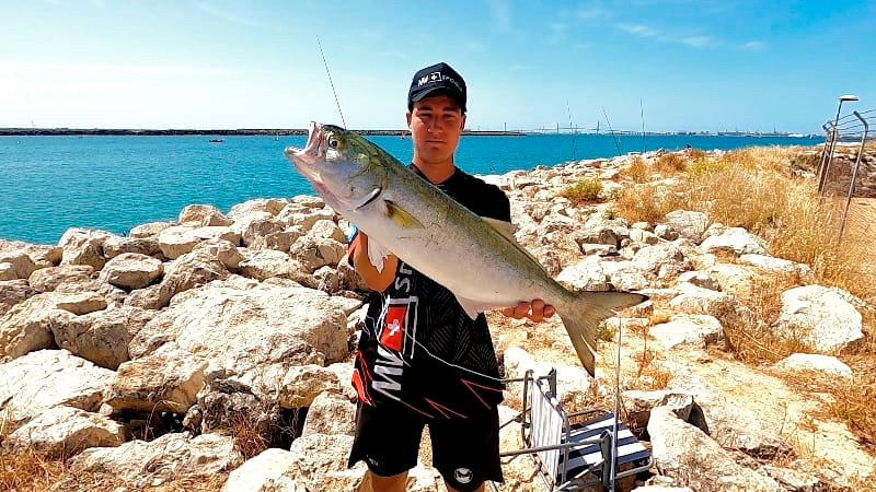pesca de anjovas