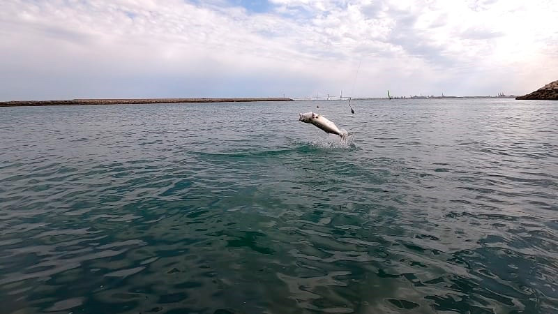 pesca de anjovas