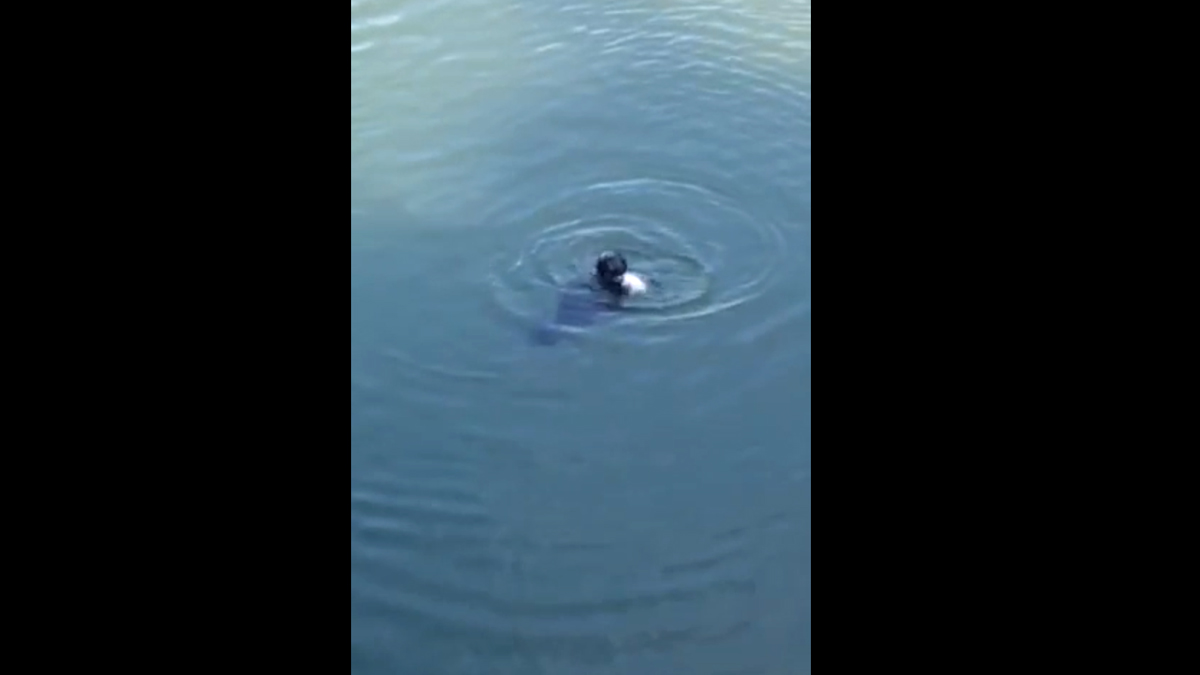  Se lanza al agua para salvar a perro y resulta ser una foca