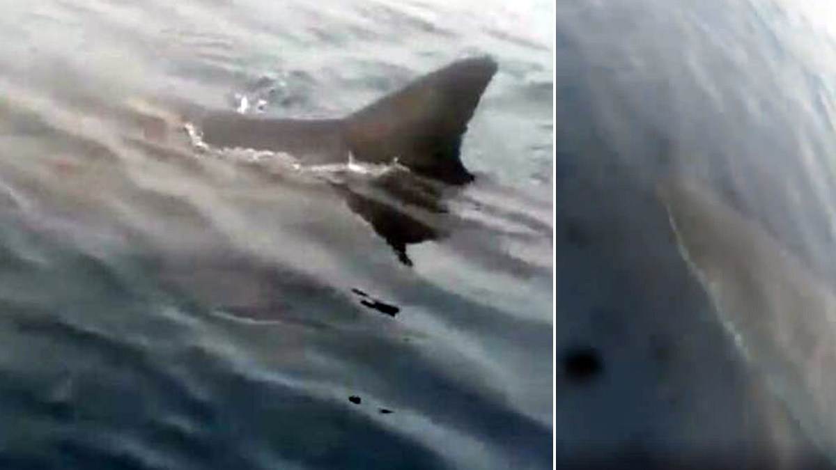  tiburón blanco asusta pescador en costa Asturias