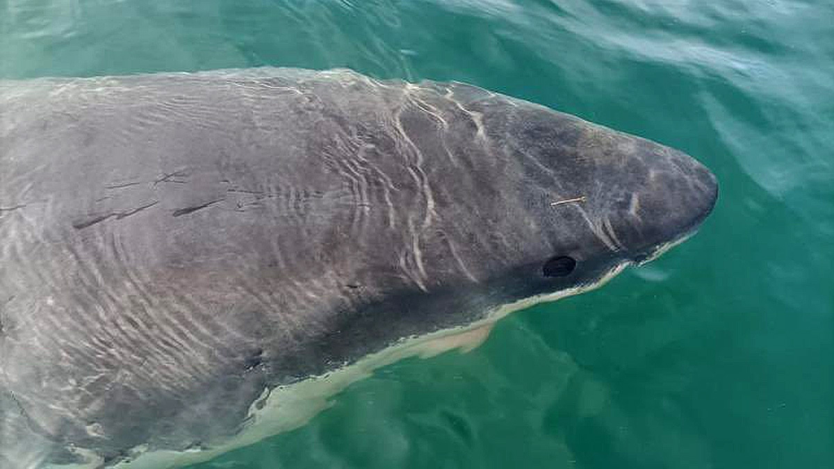  tiburón blanco cinco metros puerto Coruña