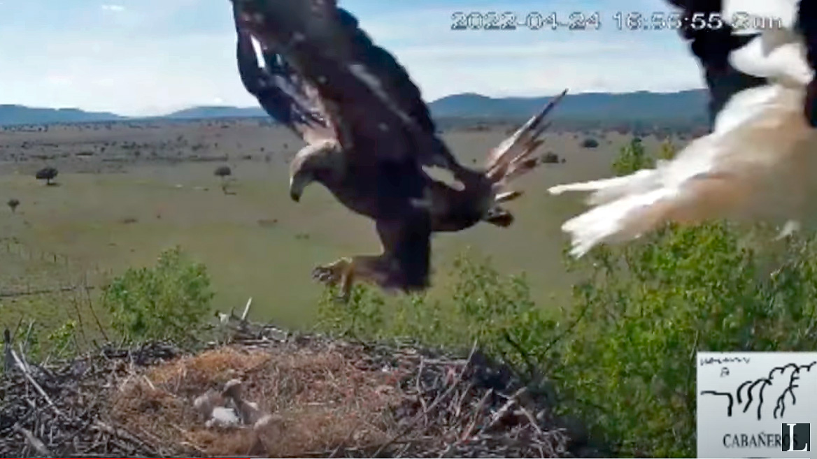   águila real captura de un nido a los polluelos de una cigüeña