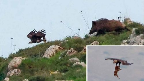 Un águila caza un pequeño jabalí sin que la madre pueda evitarlo