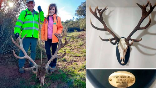 Una rehalera encuentra un trofeo de ciervo con 18 puntas en una montería en una finca abierta