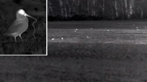 Increíbles imágenes de decenas de becadas en un prado grabadas con cámara de visión térmica