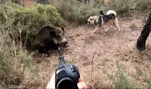 La caza extrema del jabalí con laika de Siberia occidental en el prepirineo catalán