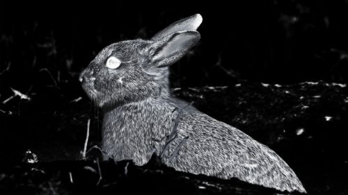 La fiesta nocturna de los conejos en una siembra, grabada con una cámara térmica