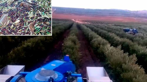 No se recogerá la aceituna por la noche con máquinas en Andalucía para no matar a las aves
