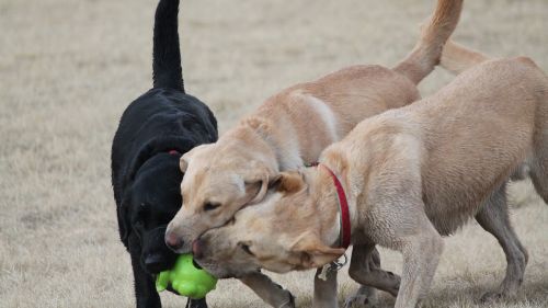 El Gobierno admite que la ley animalista está paralizada: ni perros ni cursos de formación para dueños