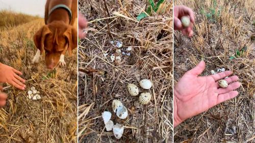 ¿Una cosechadora o el instinto de supervivencia? Encuentra un nido de codorniz con unos huevos sin eclosionar