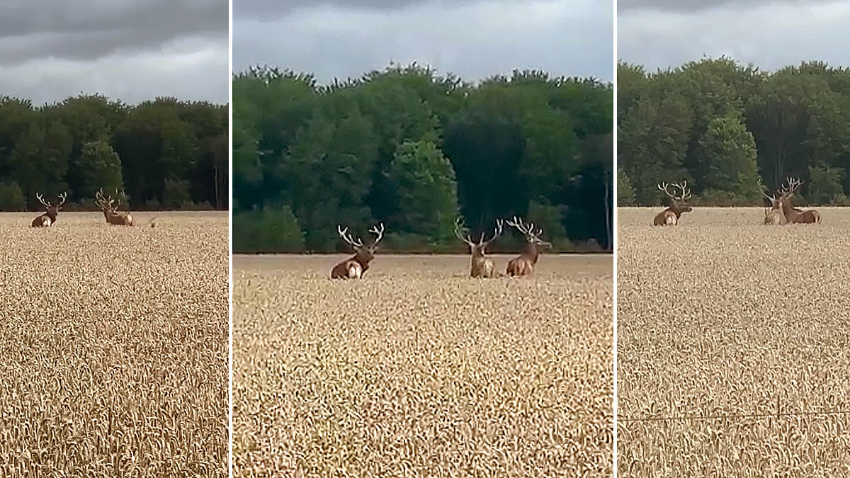  tres ciervos en un campo de trigo