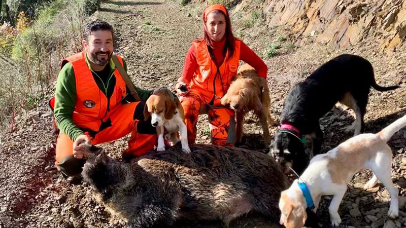  caza con perros de rastro tras jabalíes, ciervos o conejos