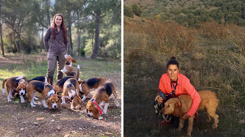 caza con perros de rastro tras jabalíes, ciervos o conejos