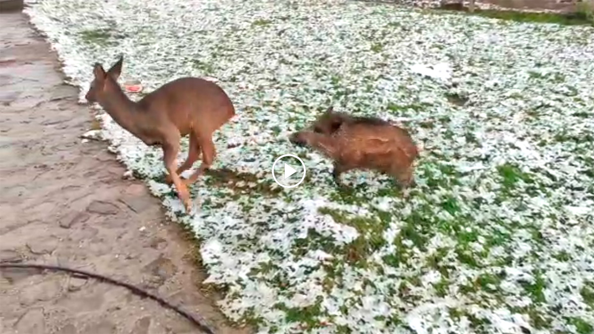 Un corzo y un jabalí, amigos inseparables