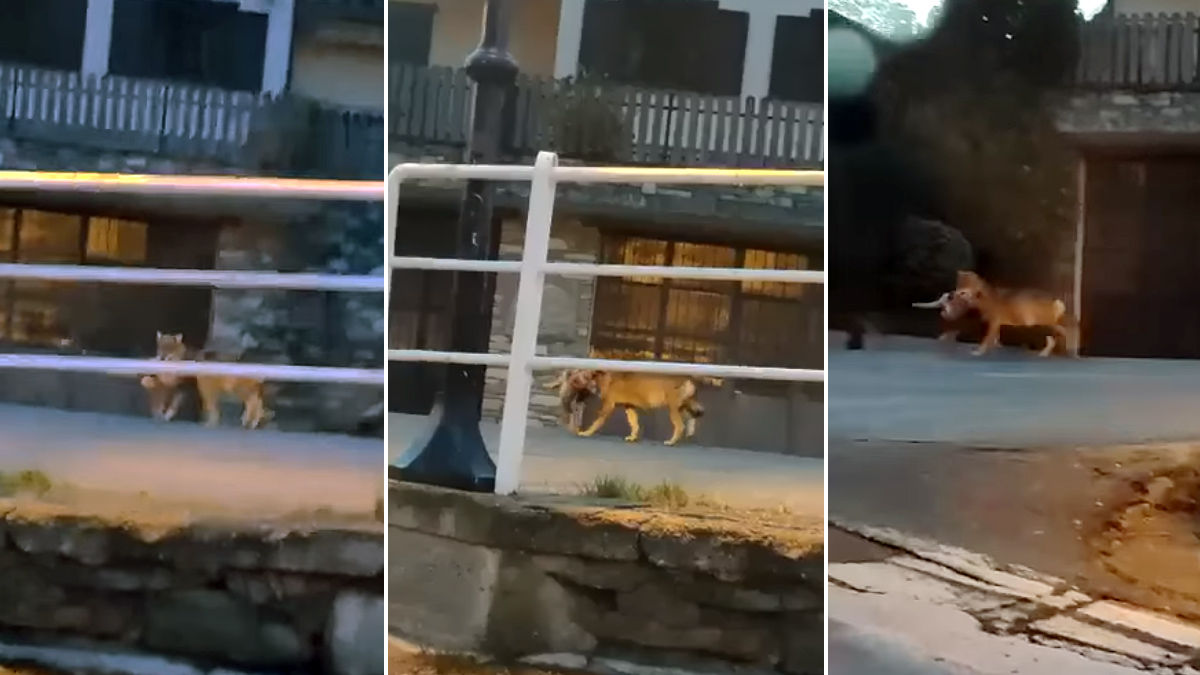 un lobo caza un gato en mitad de un pueblo