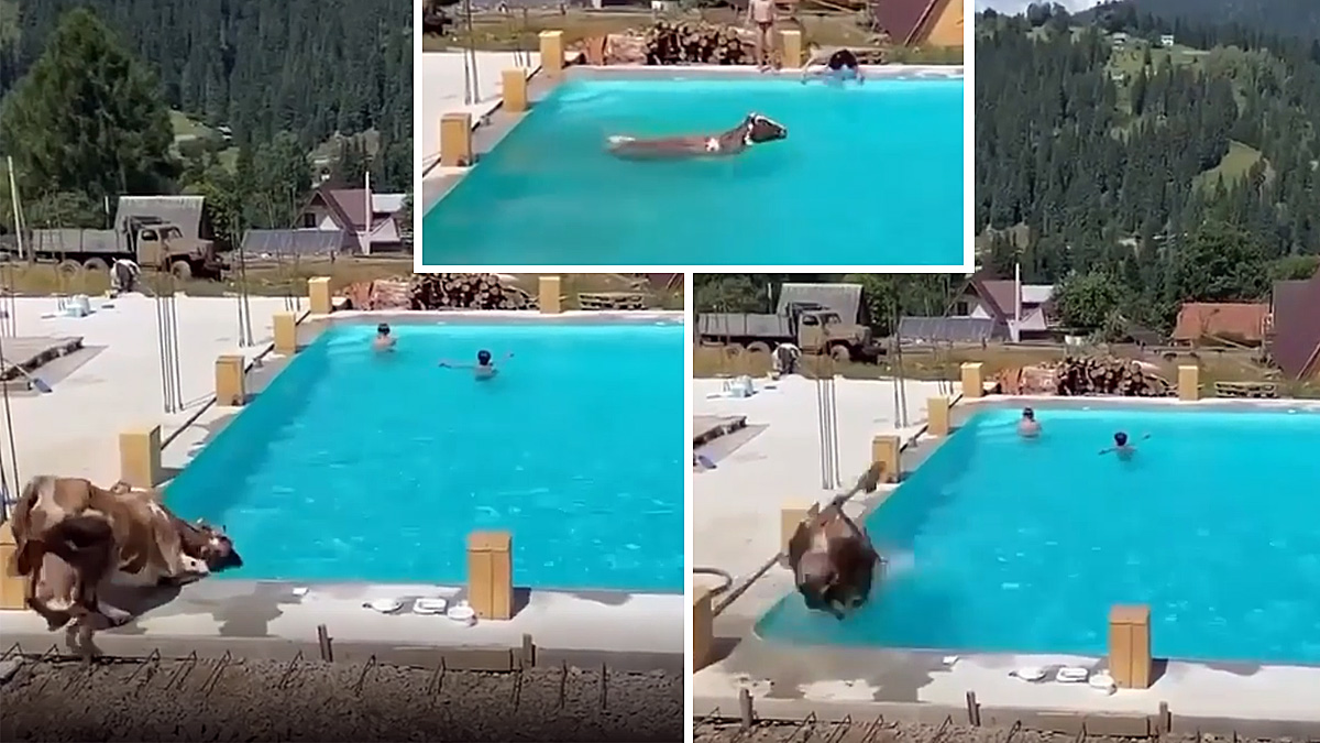  vaca se lanza de cabeza a piscina
