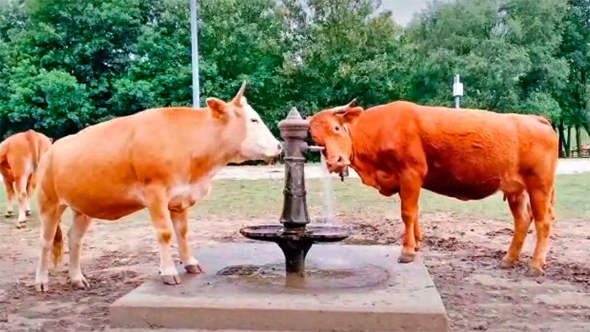Vacas