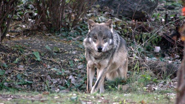  votación lobo autonomías prohibir caza