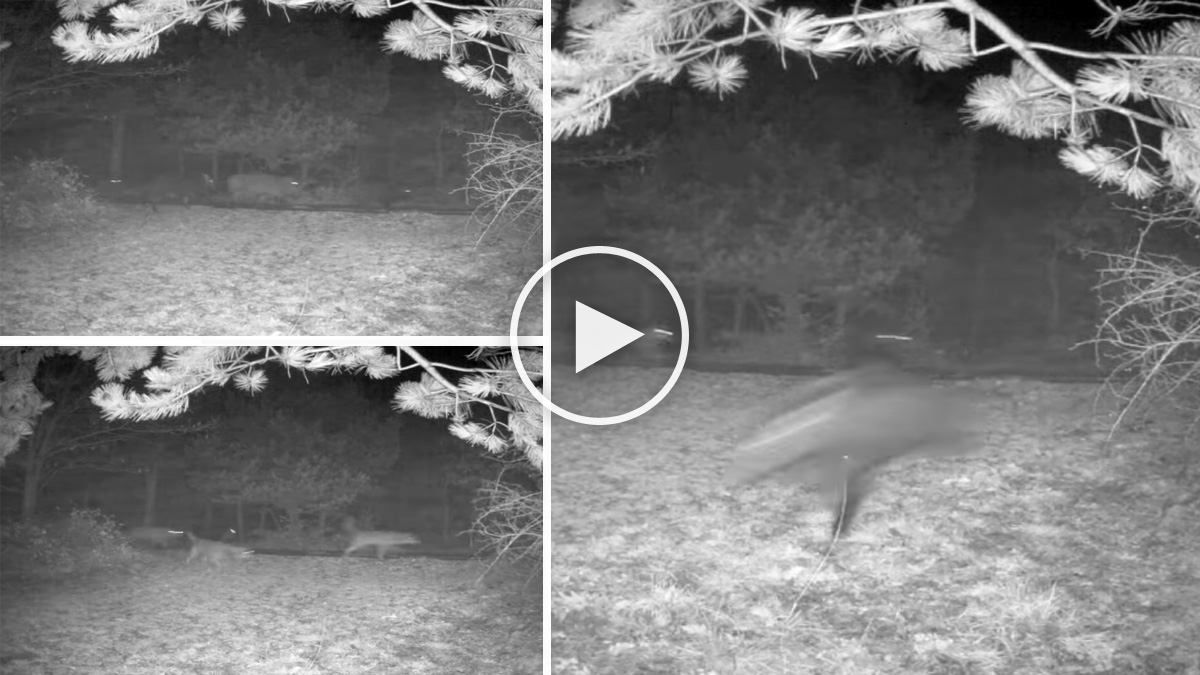  vídeo lobos cazando jabalí